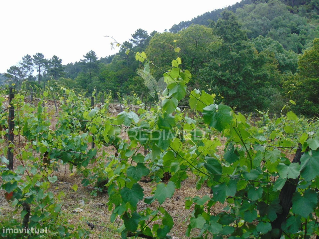 Quinta c/ vinha em produção em Santa Marta de Penaguião