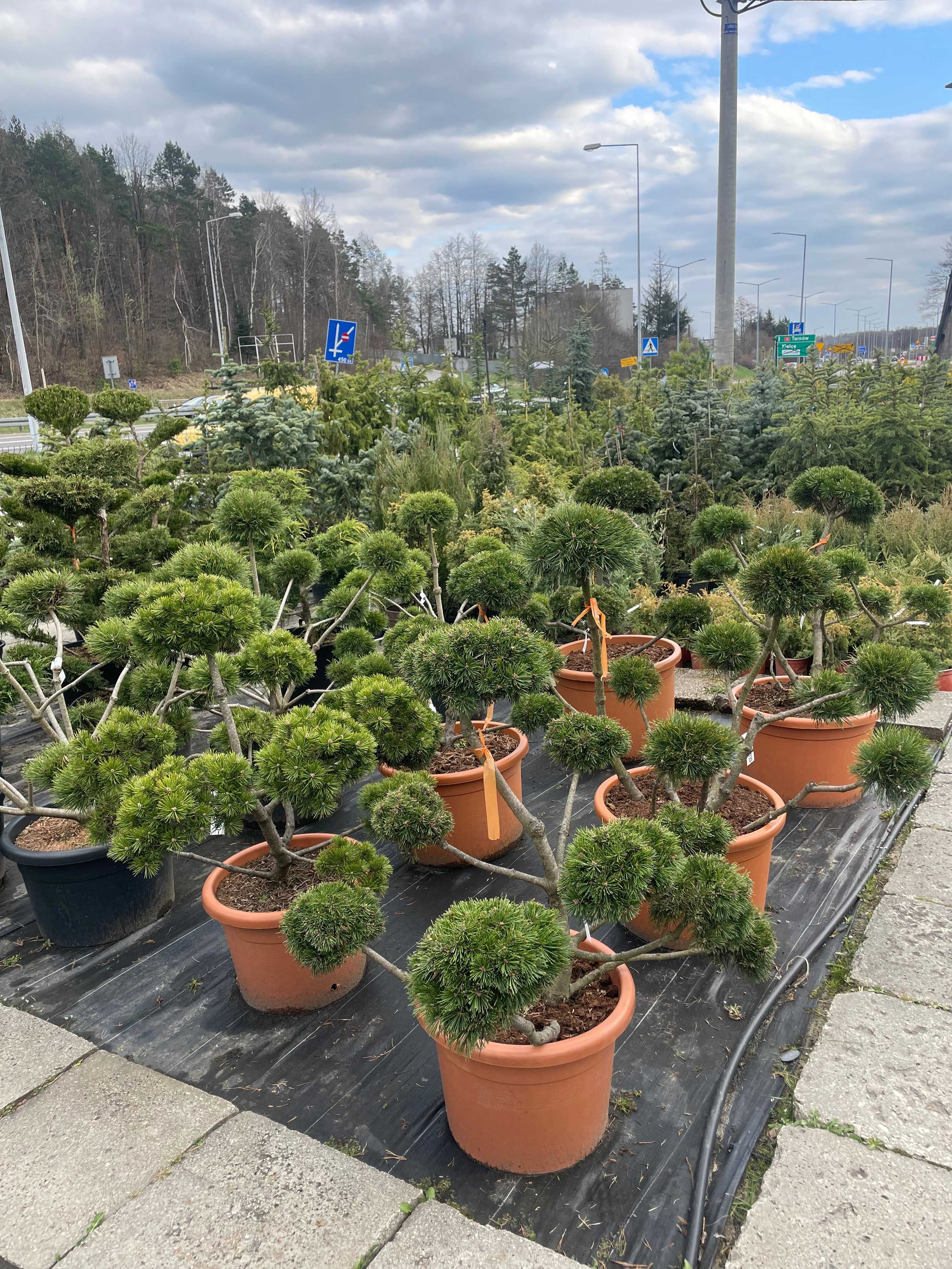 BONSAI Sosna pinus mugo Gnom / drzewa formowane / krzewy ozdobne