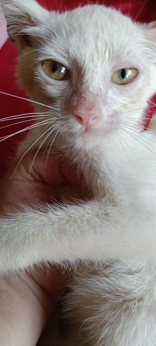 Gatinhos para adoção