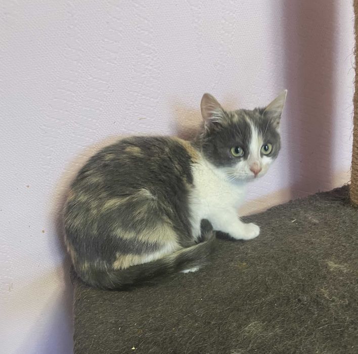 Кішечка вік 4 міс.