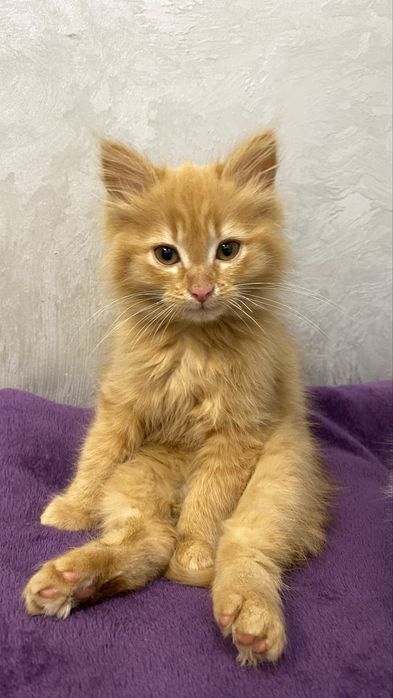 Віддаю в добрі руки рижого котика-дівчинка.