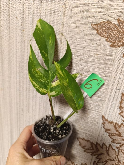 Філодендрон єпіпремнум Cintho Goldfinger сциндапсус