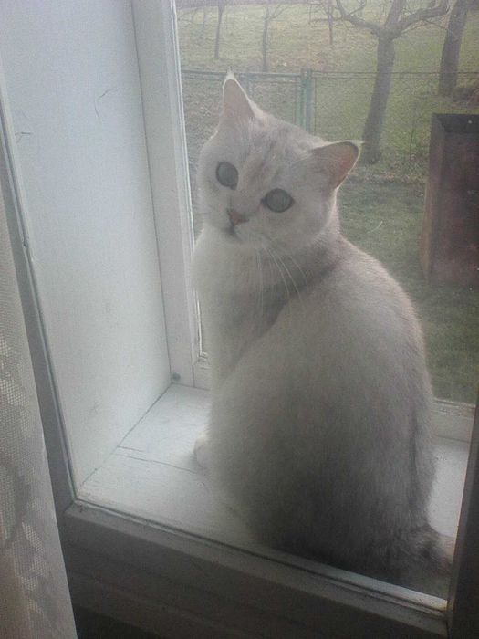 Доросла кішка срібна шиншила