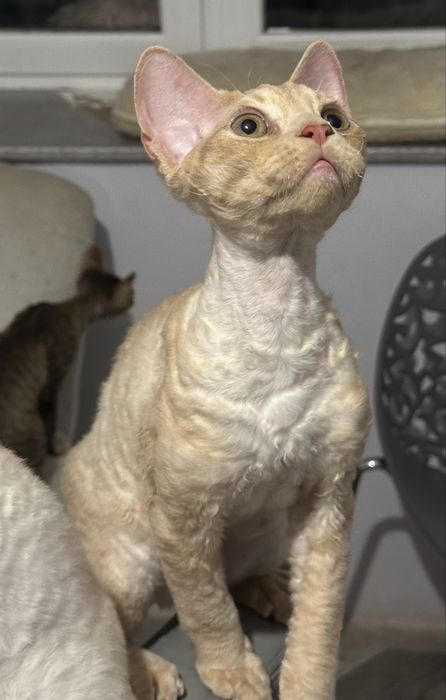 Wykastrowany . Kremowo rudy  kocur devonrex