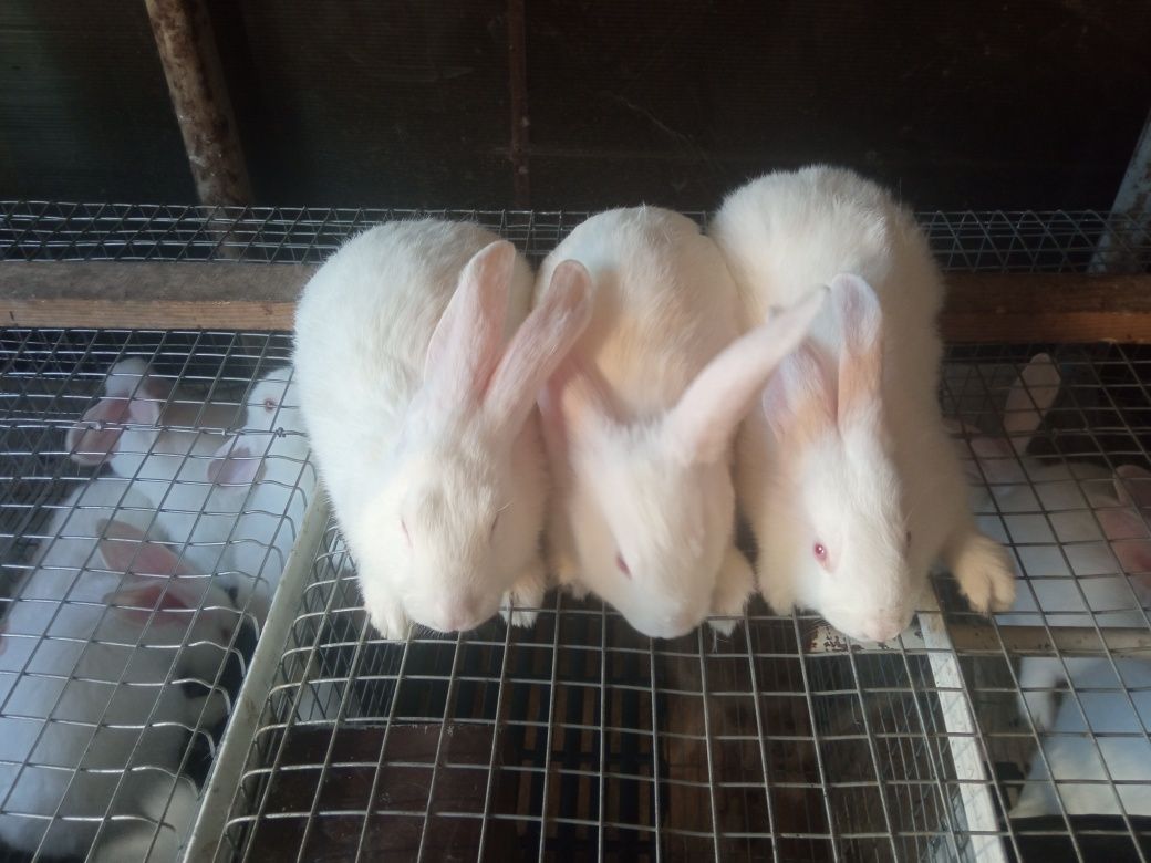 Продаються кролики панон