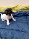Jack Russell terrier suczka