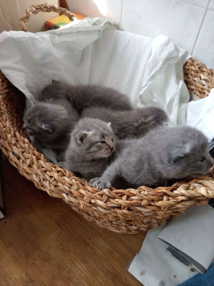 Кот шартрез на вязку