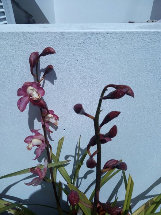 Orquídeas muito lindas