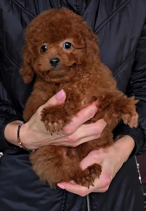 pudel toy  dziewczyna  RED chinczyk