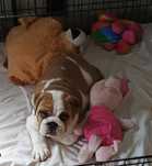 Buldog Angielski FCI