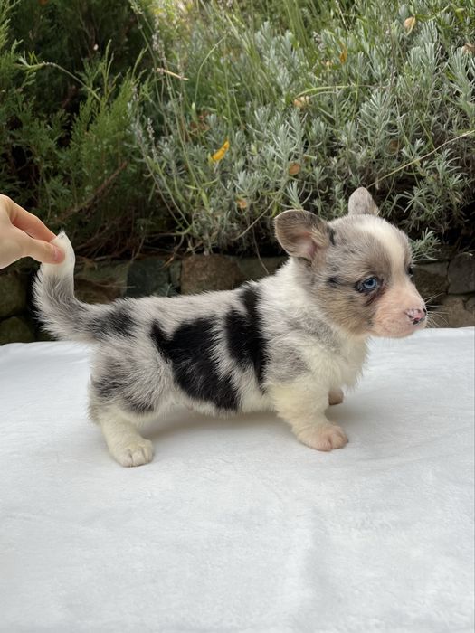 Welsh Corgi Cardigan - piesek Blue Merle