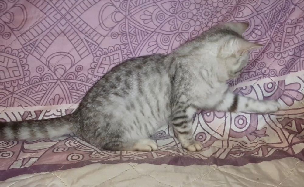 Котик британський 3 місяця.