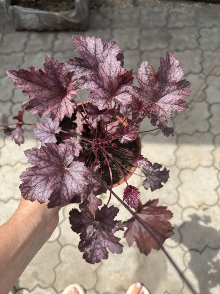 Гейхера,кустик,продам