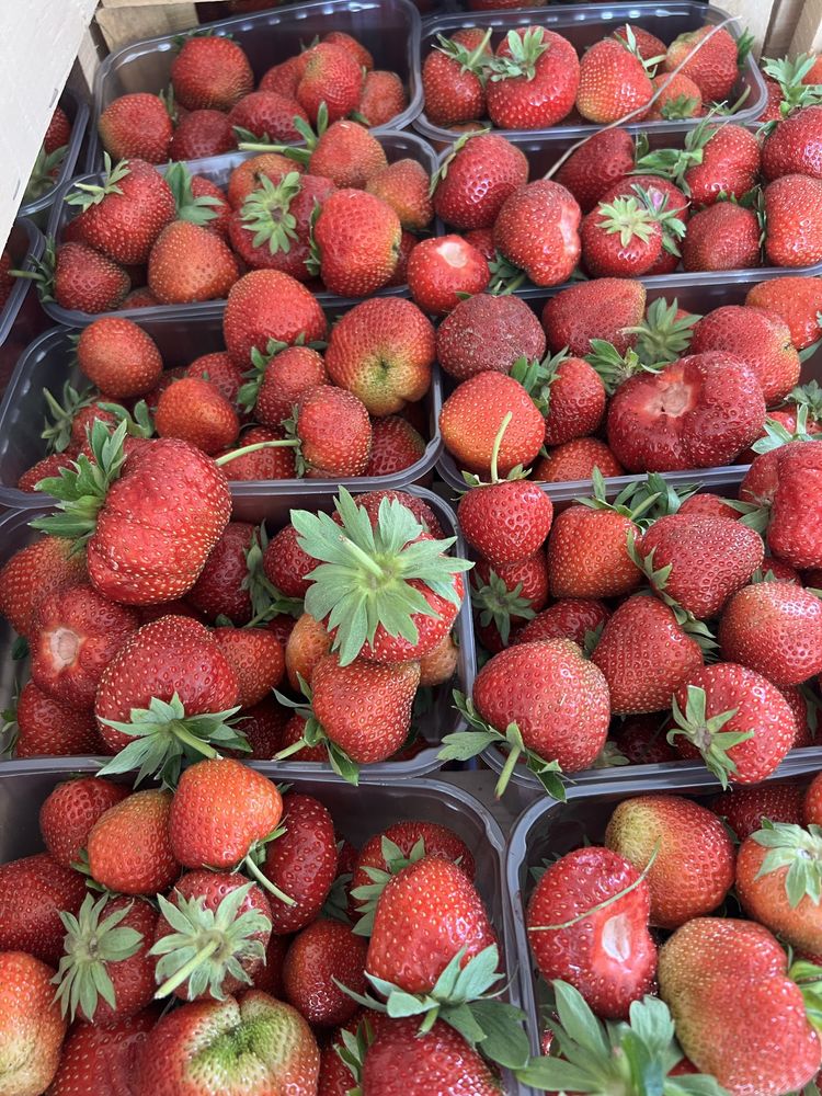 Продам полуницю, клубніку