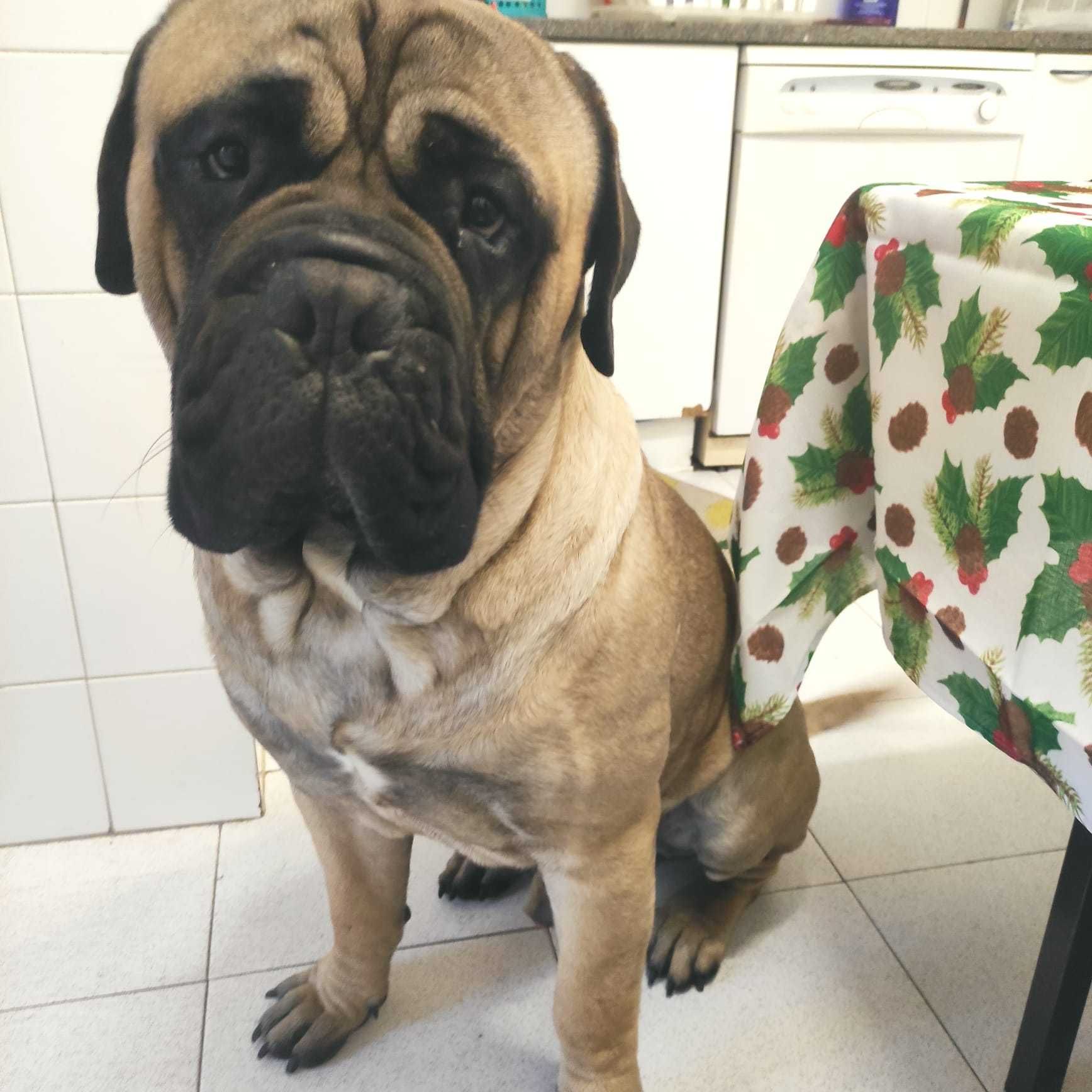 Bullmastiff c/LOP de excelencia para acasalar