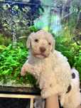 Suczka Lagotto Romagnolo FCI – po pracujących rodzicach