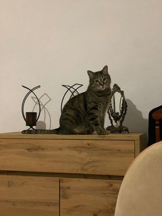 Безкоштовно ( кіт вихований  «Антон»)