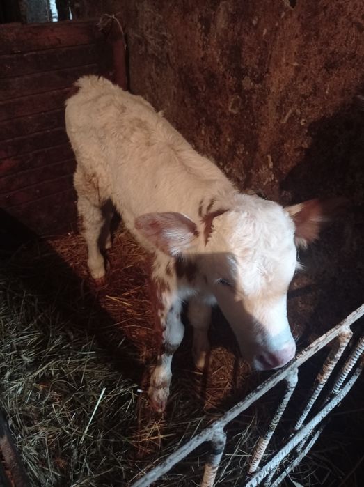 Sprzedam jałówkę
