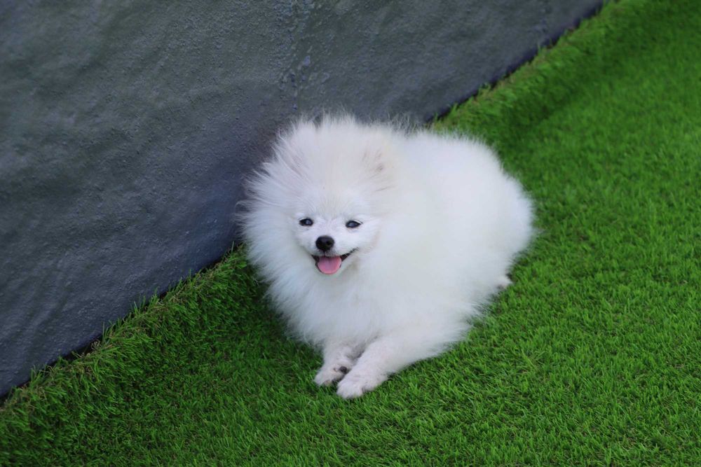 SPITZ  (lulu de pomerania)  MINI