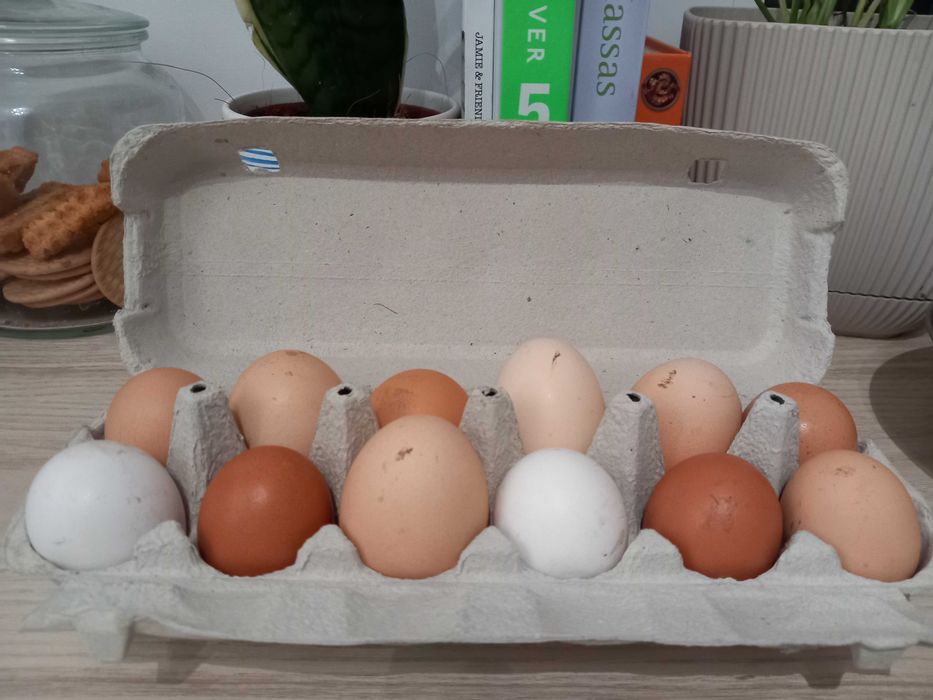 Sabor do Campo – Da natureza para a tua mesa.