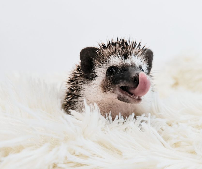 Afrykański jeż pigmejski