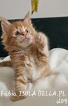 Kotka Maine Coon