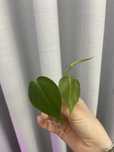 Corte 4 de Philodendron verde (hederaceum?)