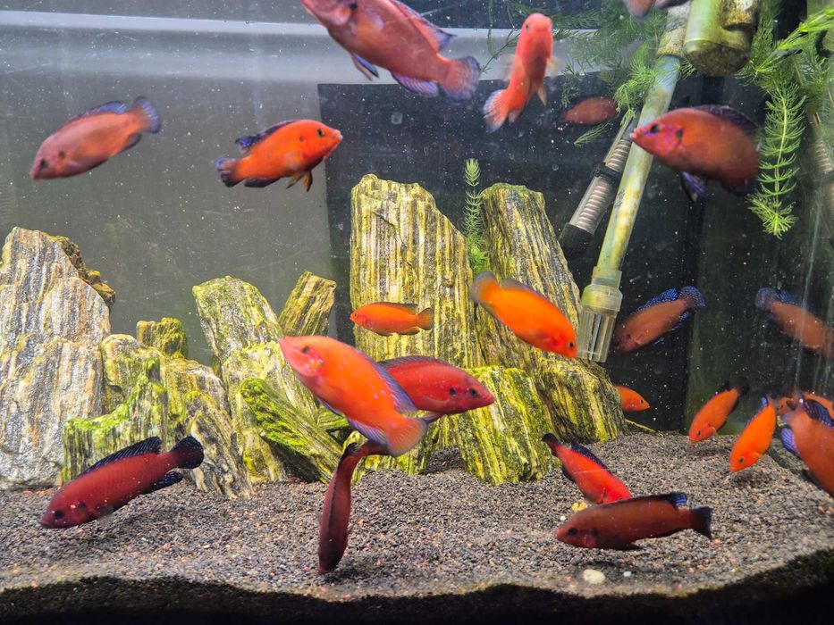 Hemichromis exsul