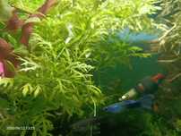 Akwarium 25 litrow