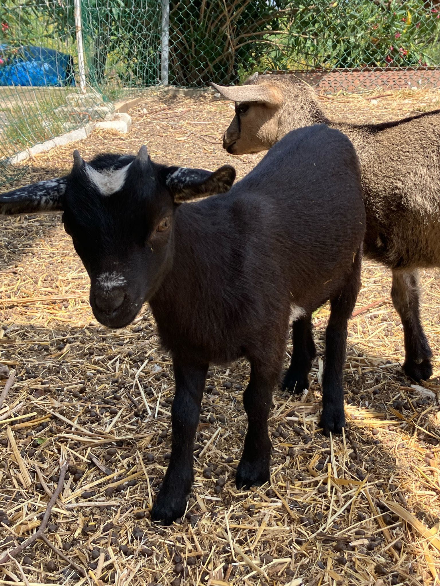 Cabras anãs bebés