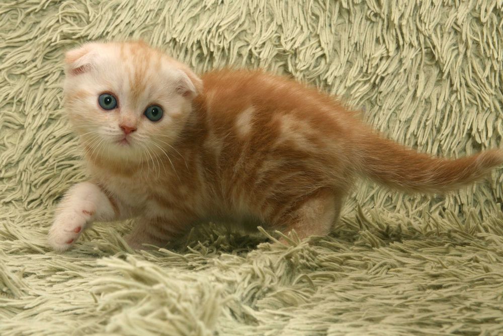 Шотландські кошенята окрас шиншила бронювання