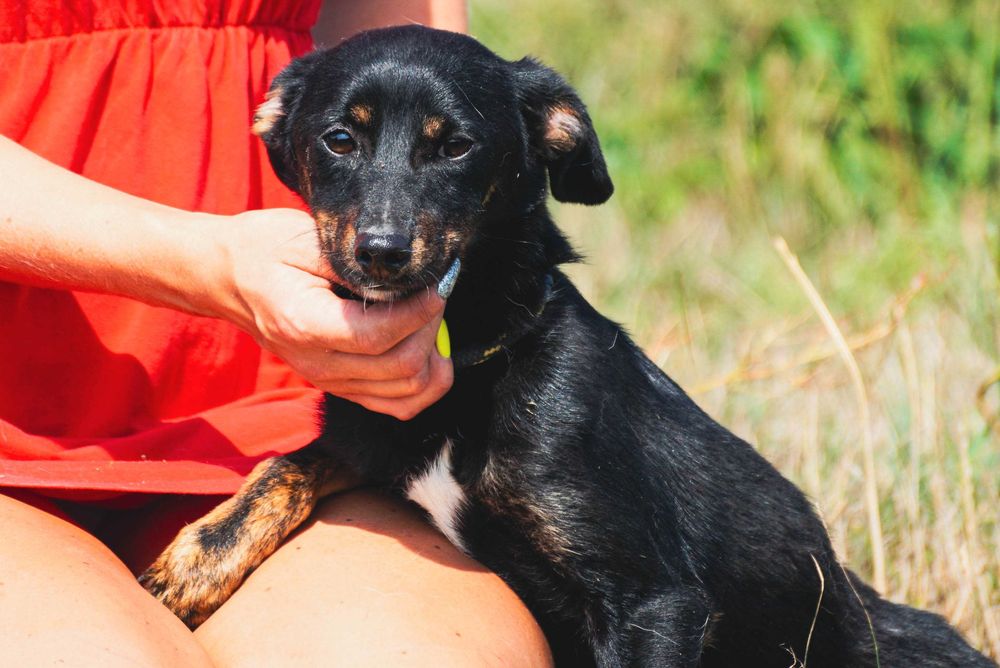 Linar - nieiwelki pies szuka domu