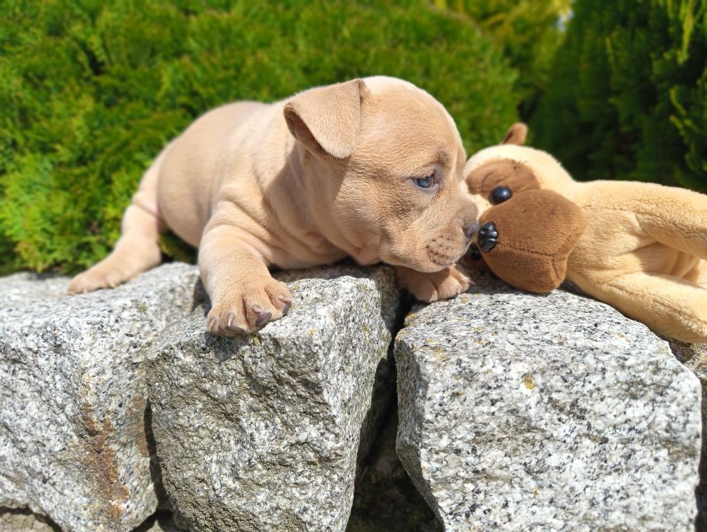 American Bully  jedyne w Polsce