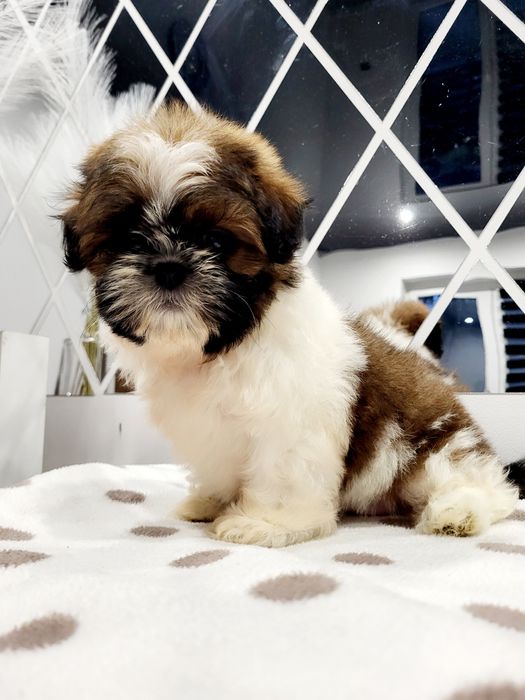 Sunia shih tzu gotowa na nowy domek