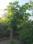 Paulownia drzewo tlenowe