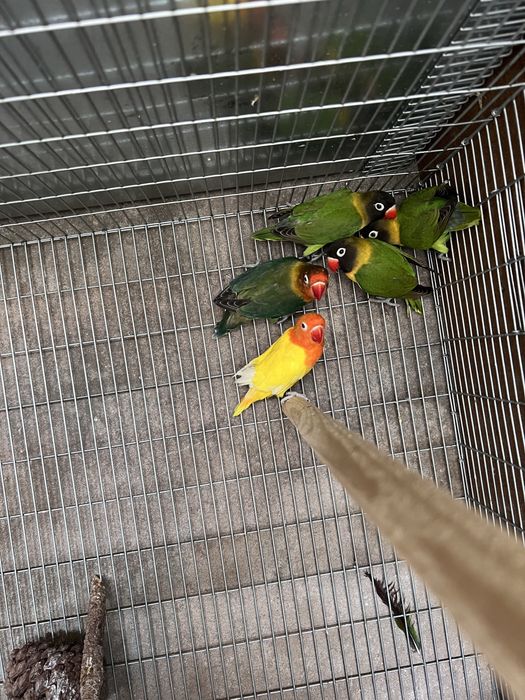 Agapornis ficher e personatus sexados.