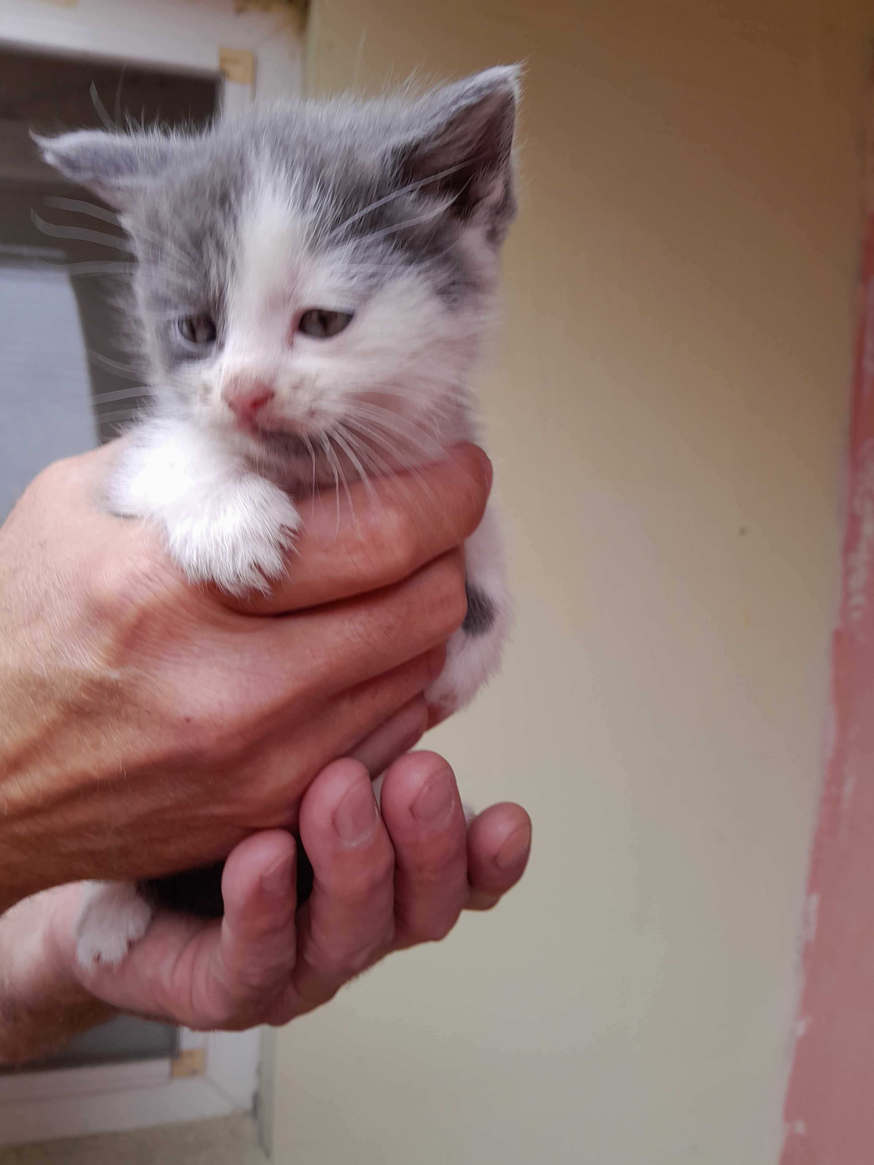 кошенята мишолови