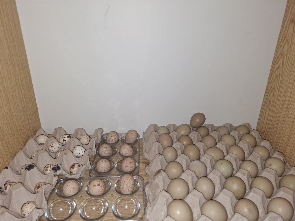 Ovos faisão/perdiz