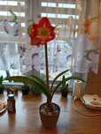 Amaryllis sprzedam