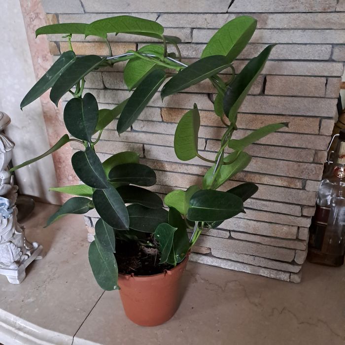 Стефанотіс(мадагаскарский жасмін)