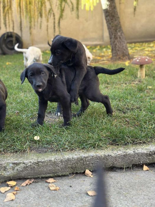 Oddam pieski w dobre ręce mieszane labradory