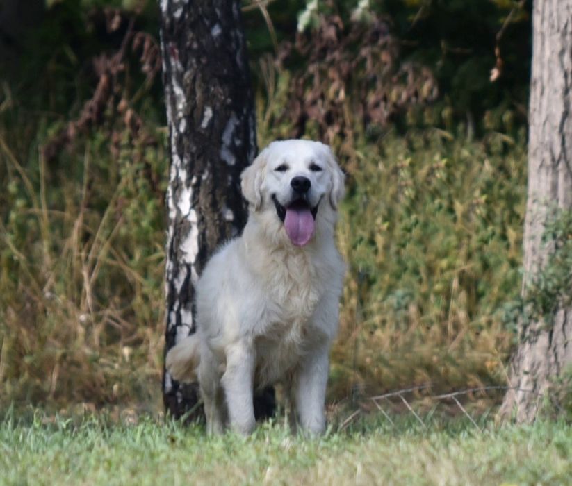 Продаеться мальчик голден