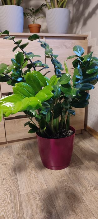 Zamiokulkas zamioculcas