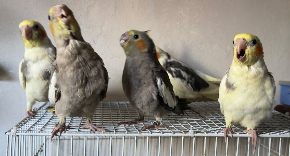 Caturras criadas à mão