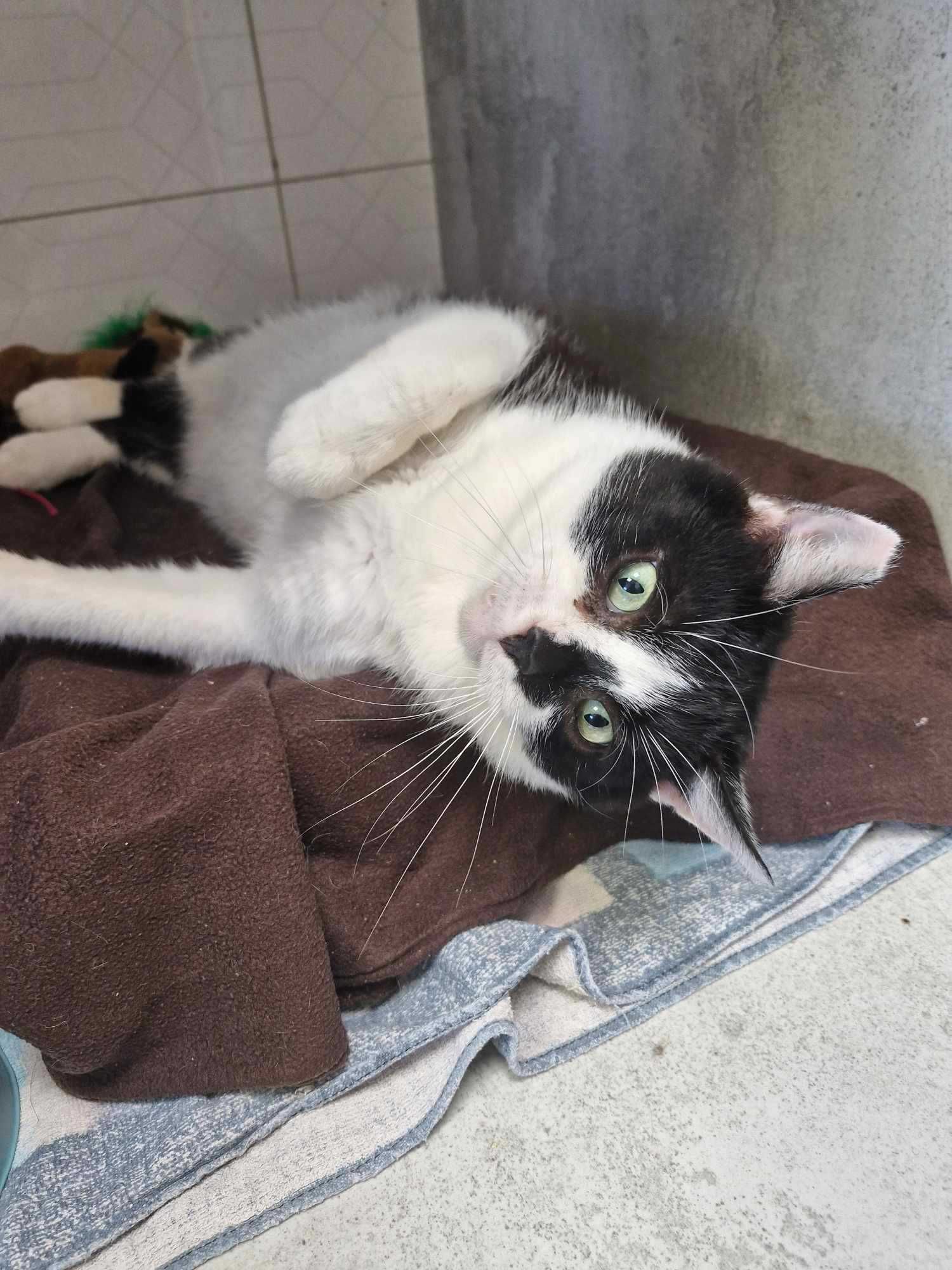 Taki kot jak on to skarb! ADOPTUJ BOBISIA - opiekun małych kotków