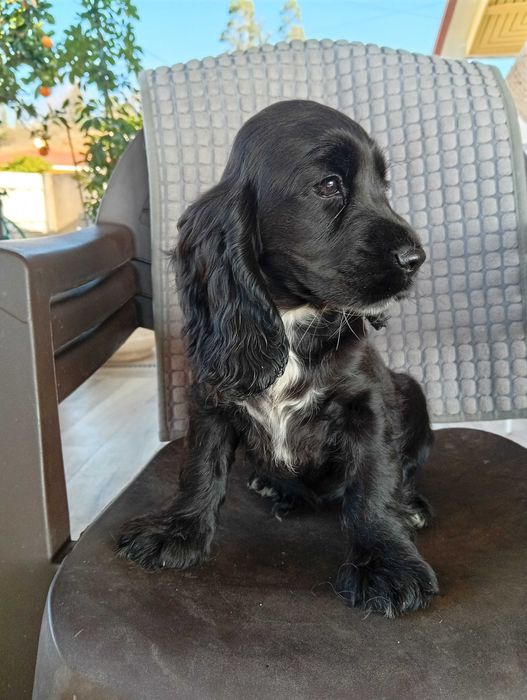 Coocker spaniel inglês