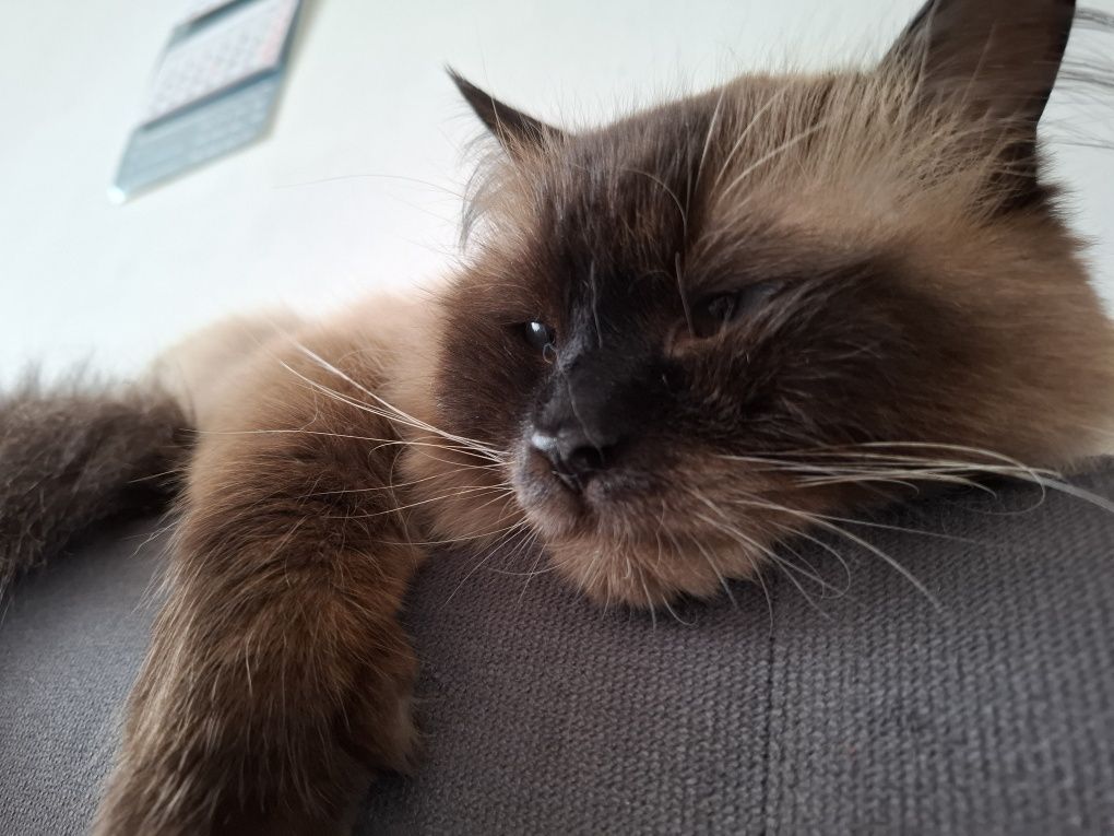 Kot Ragdoll 2 letni lagodny rezerwacja do 11.07