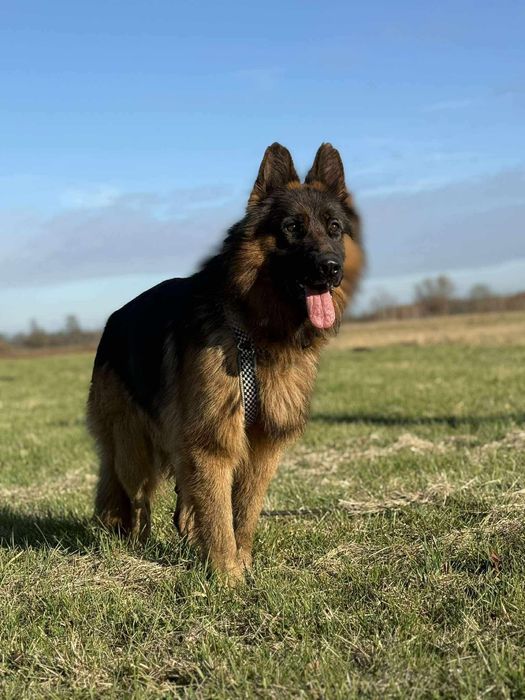 Kolins roczny owczarek niemiecki długowłosy do adopcji