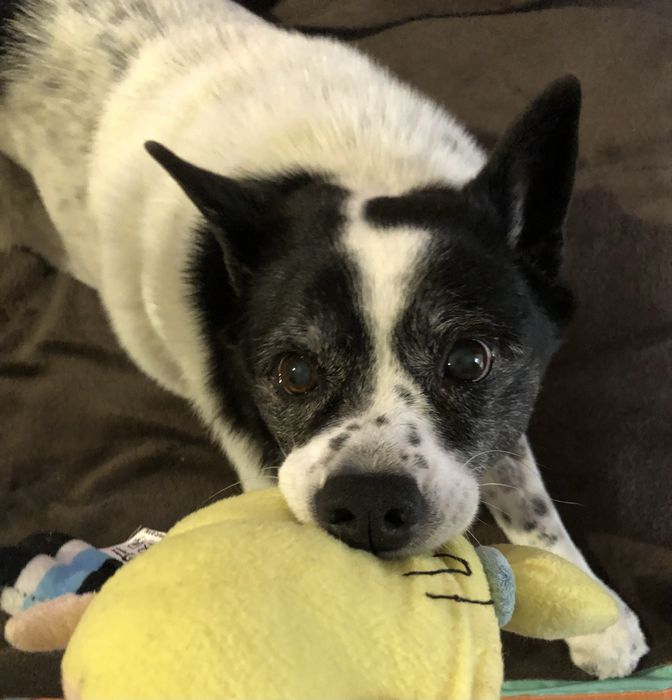 Dog walking e pet sitting