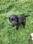 Szczeniak  Cocker Spaniel